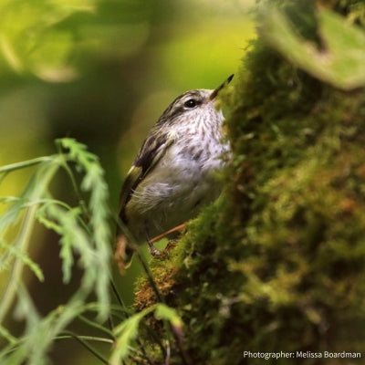 Donation to Little Green Bird Conservation Trust